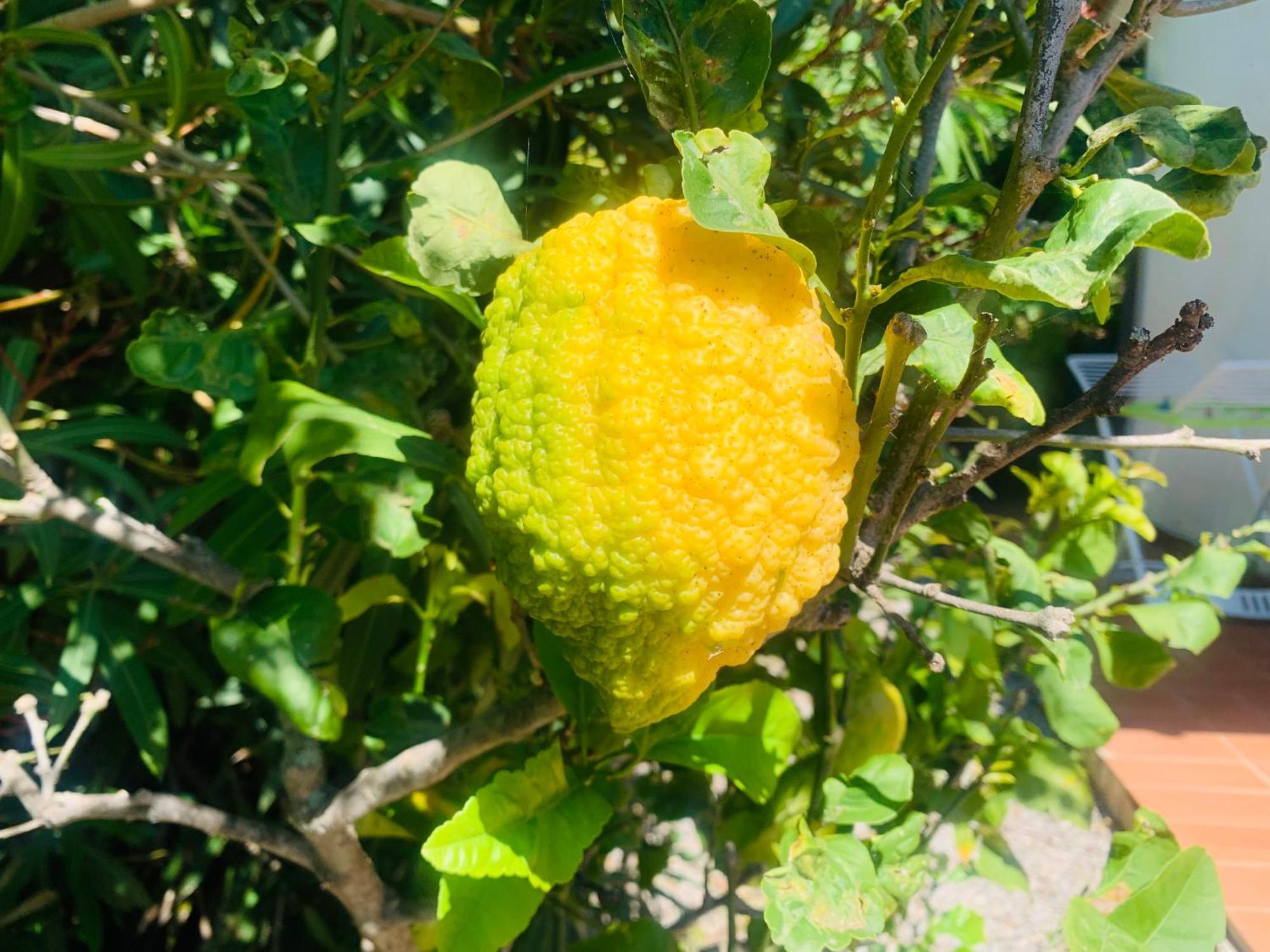 Case Dei Limoni Sul Mare Каполивери Екстериор снимка